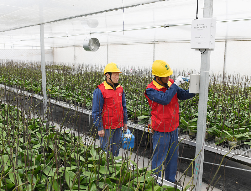 國家電網浙江電力(慈溪)紅船共產黨員服務隊助力大棚作物溫暖過冬